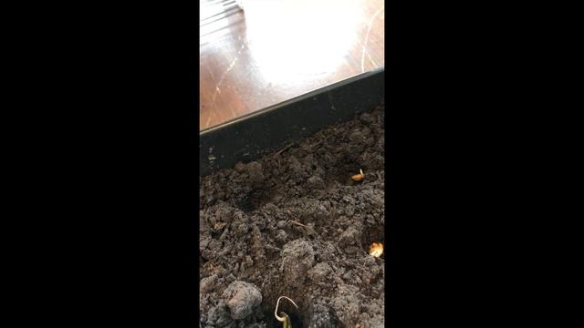 PLANTING WITH SASS смотреть онлайн