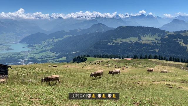 🇨🇭스위스 Vlog| 베른여행🐻, 루체른에서 8년만에 만난 친구, 보우틸라이넨 워치메이커 Kari Voutilainen  Workshop