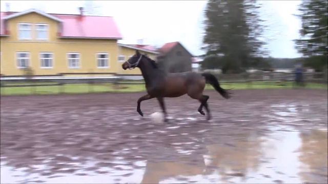 Diandro Carrus 14 11 2015 смотреть онлайн