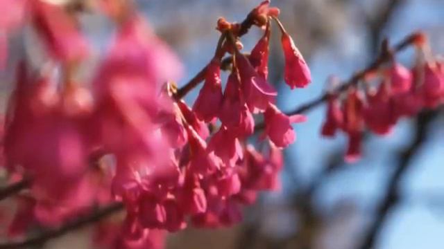 Spring Is Nearly Here(春がいっぱい)-Neil Young And Randy Bachman