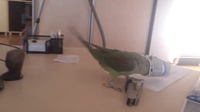 Франклін в шльомі ) смотреть онлайн