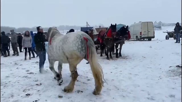 Târg de cai Sighetu-Marmatiei,Maramures#2021 смотреть онлайн