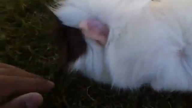 Guinea Pig. . . Lindsey!