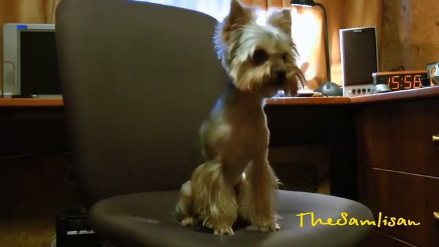 Александр РУЖИЦКИЙ . Просто Гордей или вместо меня. смотреть онлайн