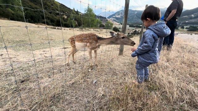 William Feeding the deer’s смотреть онлайн