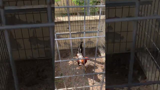 Gallinas y Gallos reproductores de la Gallera Notario - España смотреть онлайн