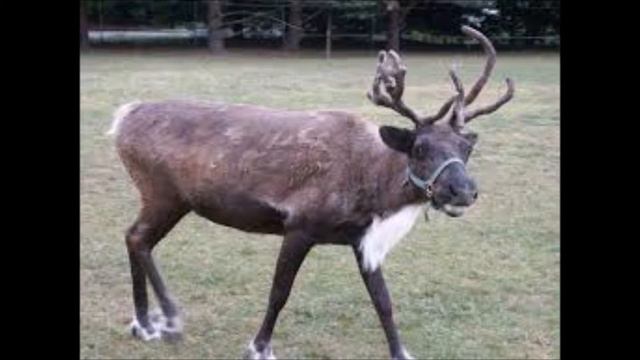 Prancer - Young Santa (Prod. Arbus)