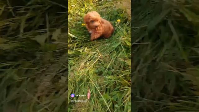 Красавчик Энди.mp4