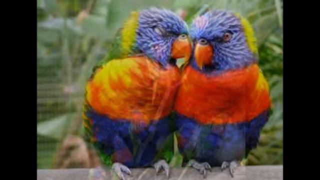 SERTANEJO GOSPEL - MUSICAS EVANGÉLICAS