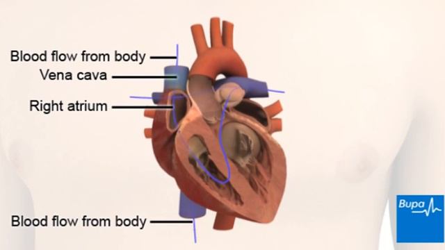 How the heart works смотреть онлайн