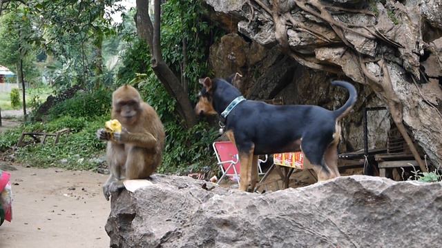 Dog vs Monkey смотреть онлайн