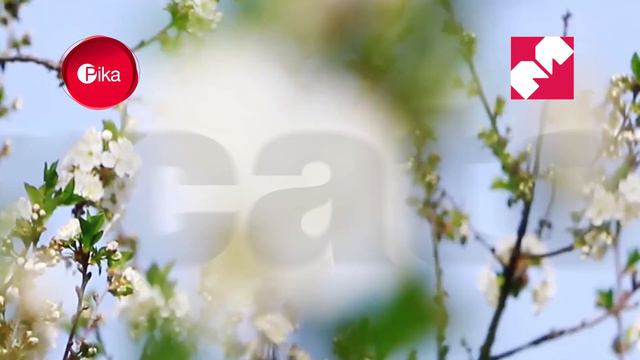 Svaki Vikend Duple PIKE U Mercatoru BORIK