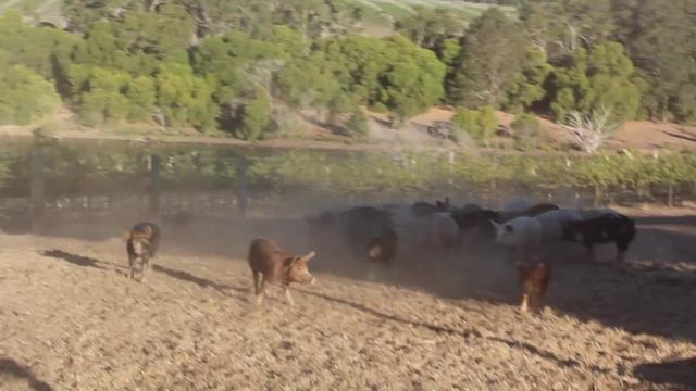 Lars Svensson talking with David from Jarrahdene Pork смотреть онлайн