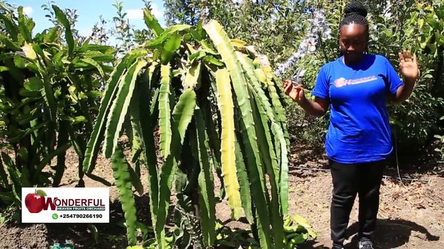 Dragon fruits documentary by Priscilla Nyairia смотреть онлайн