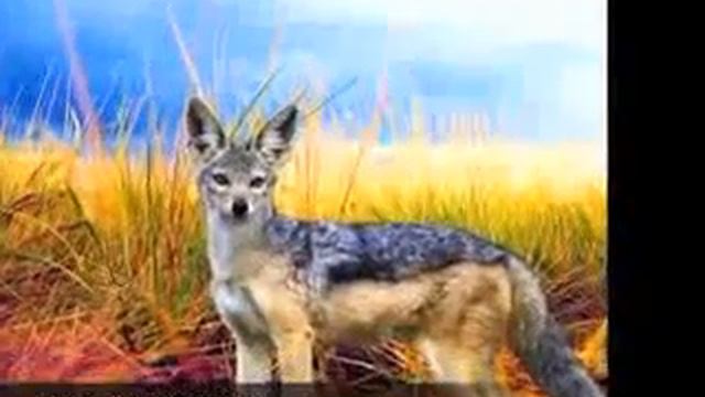 I fossili viventi confutano l'evoluzione - 4 смотреть онлайн