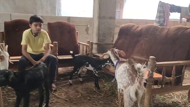 agrabreed goats available in Hyderabad Falaknuma | makkachini bakri in Falaknuma Hameed pahelwan hy смотреть онлайн