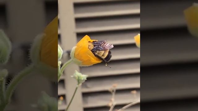 прикол смотреть онлайн