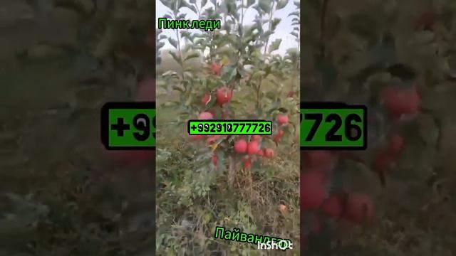 Себи Пинк леди Австралия смотреть онлайн