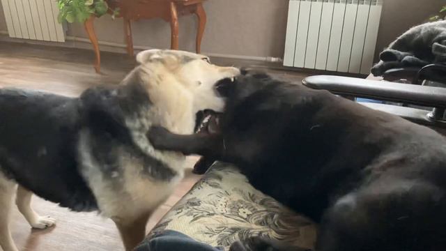 Малуша с дивана кувыркнулась