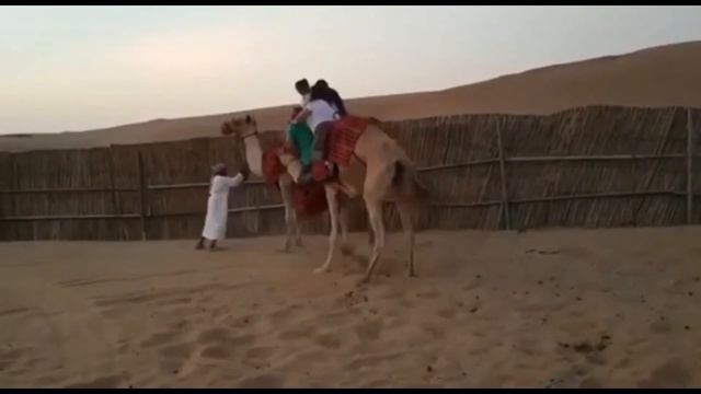 Camel Struggles With Heavy Couple смотреть онлайн