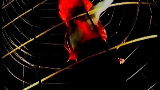 Andrea Splisgar 'A Night In Vegas' Performance, Italy, 1999