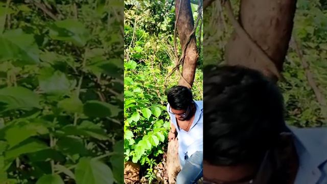 Beautiful Nature Vibe|Peace |God Creation |Gethu |Style |