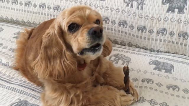 Опять в ветеринарную клинику. #кокерляля #dog #собакадругчеловека смотреть онлайн
