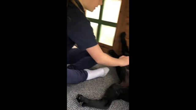 Greta's Show & Share MONTY смотреть онлайн