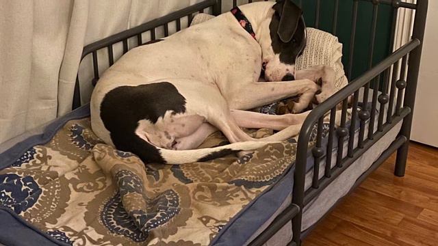 Jolene the great dane & Mercedes смотреть онлайн