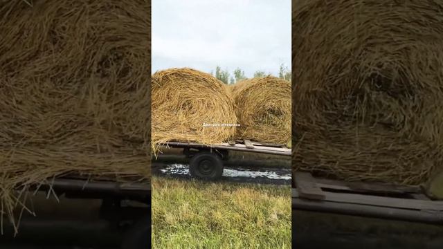 19 августа 2024 г. смотреть онлайн