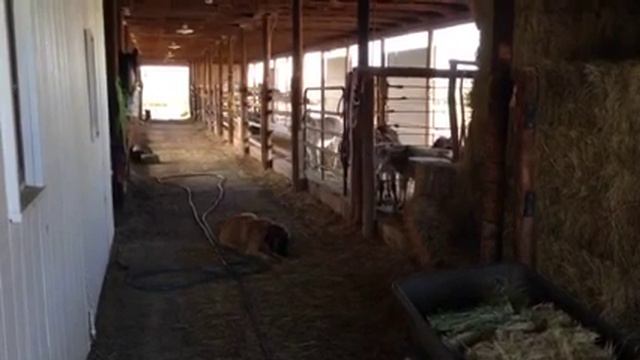 Fanny  The Mini Donkey Braying For Her Breakfast