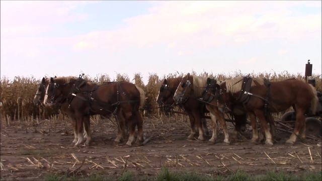 Amish Farmer with 7 Horse Hitch and 3 Row Corn Picker смотреть онлайн
