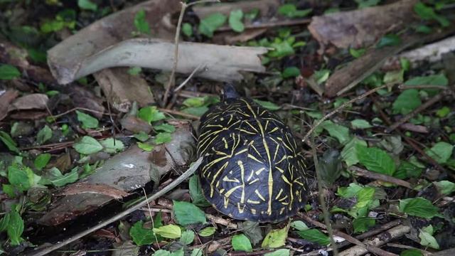 Timmy Tortuga is "Going Down the Road Feeling Bad", well not quite going... a slow go at best 2013! смотреть онлайн