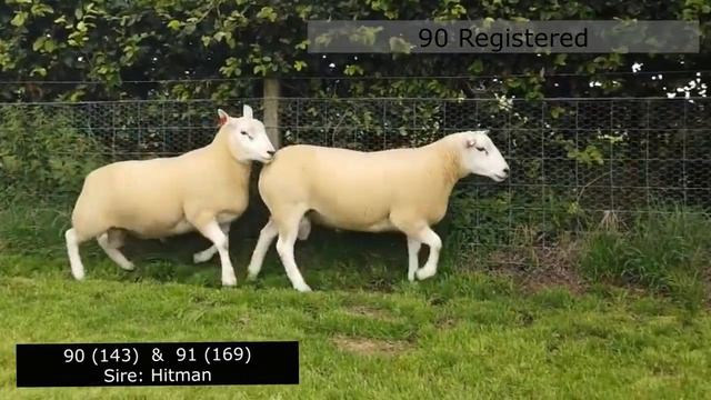 Lleyn Rams Lots 86 to 96 - Working Genes 2020 смотреть онлайн
