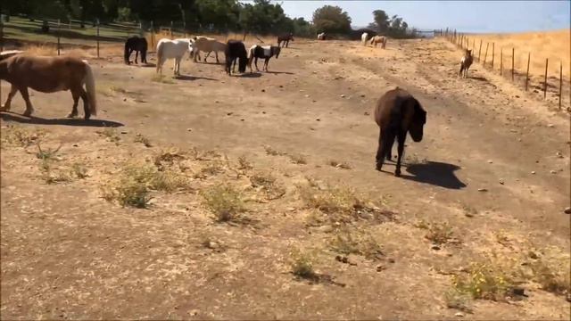 Miniature Horse Mare Herd. смотреть онлайн