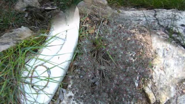JORGE DE MARCO RUANO Y Sus Esculturas En El Jardin De Musgos