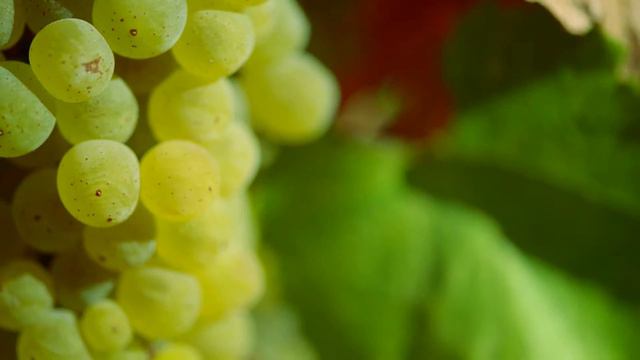 Cupcake Vineyards Moscato D'Asti Tasting Notes with Winemaker Jessica Tomei смотреть онлайн