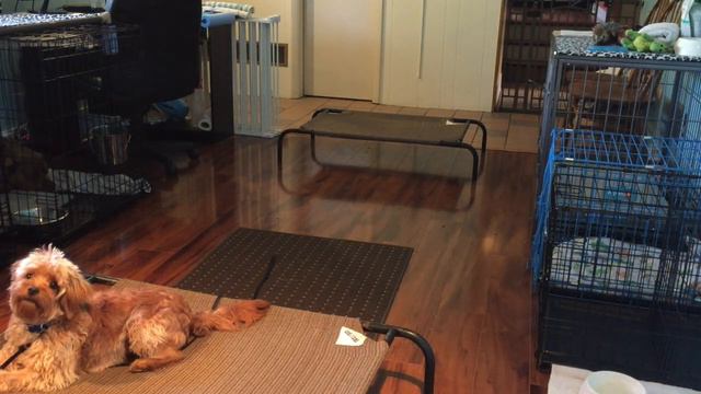 Harry Go Home Videos смотреть онлайн