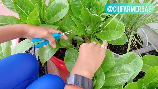 Cut & Come Back Harvesting | Romaine Lettuce Harvest | How to Harvest Lettuce смотреть онлайн