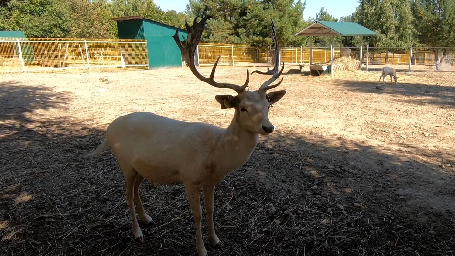 Зоопарк - Экокомплекс Казеевка смотреть онлайн
