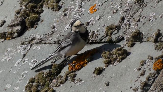 Pied Wagtail on the boathouse roof смотреть онлайн