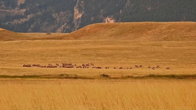 Elk Herd 9 2 22 смотреть онлайн