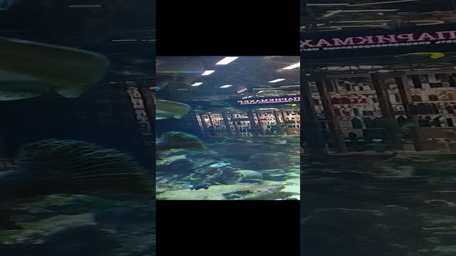 #умиротворение