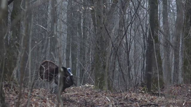 Wisconsin Spring Turkey Hunting (Taking Down A Public Land Tom) смотреть онлайн
