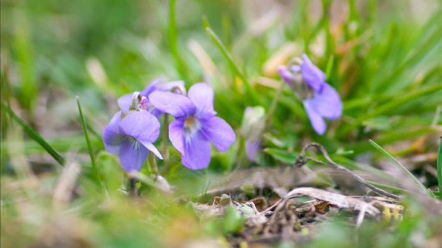 Марко Черемшина "Туга" смотреть онлайн
