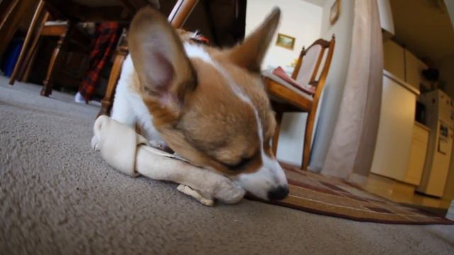 Corgi Puppy Vs Bone 3 (Slo Mo)