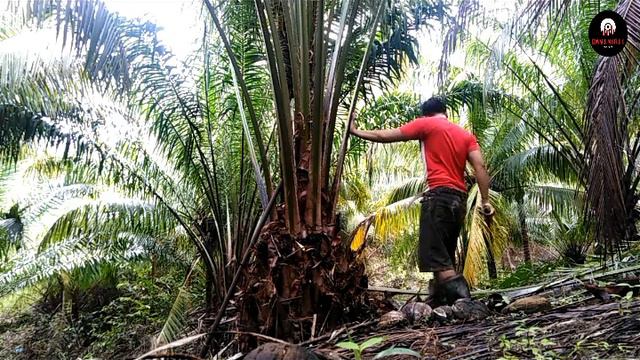 Panen Kelapa Sawit Pokok Rendah  , Banyak Buah Melimpah
