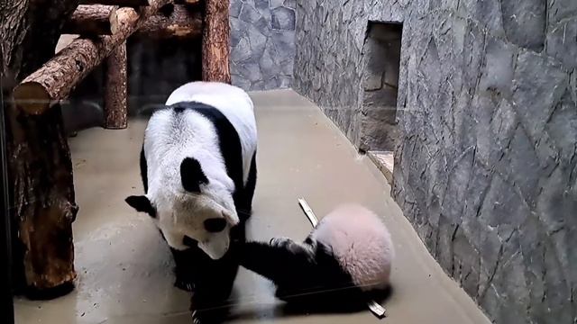 Мама Диндин очень любит Катюшу.🐼🐼 #panda #babypanda #katyusha смотреть онлайн