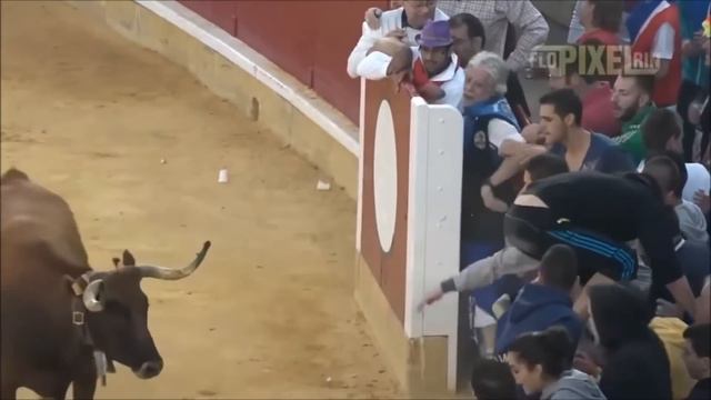 VAQUILLAS, Cogidas, Sustos Y Muchas Risas!!!