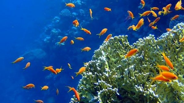 Roberto Cacciapaglia - Universal Dance